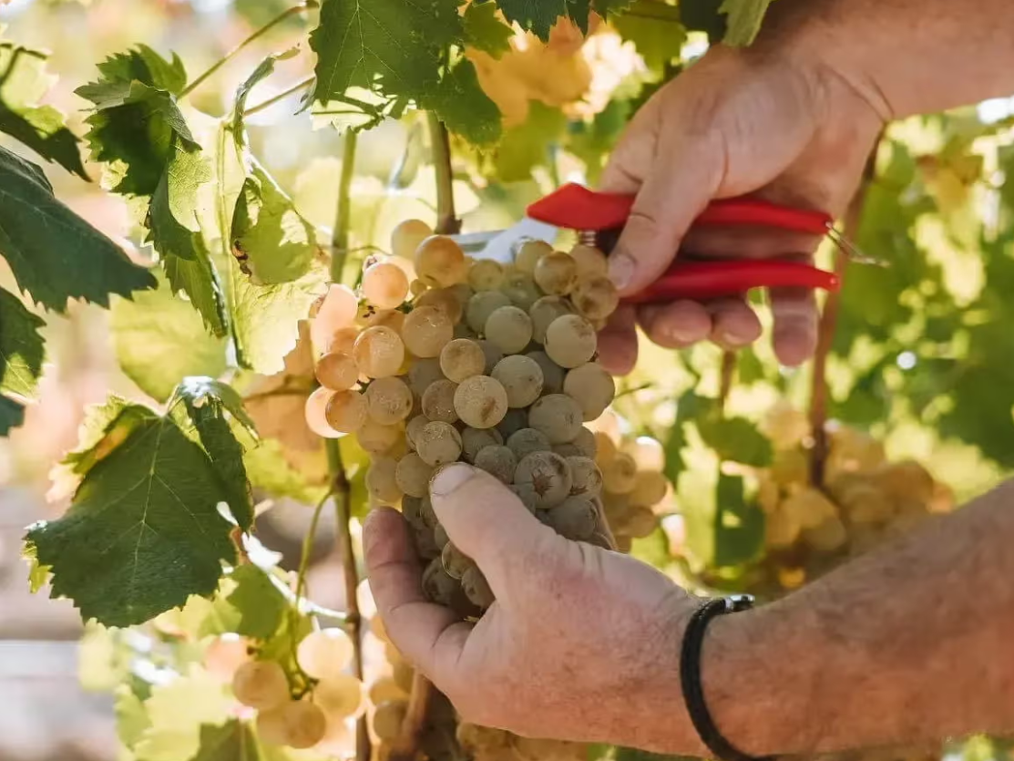 Meilleur vin du monde