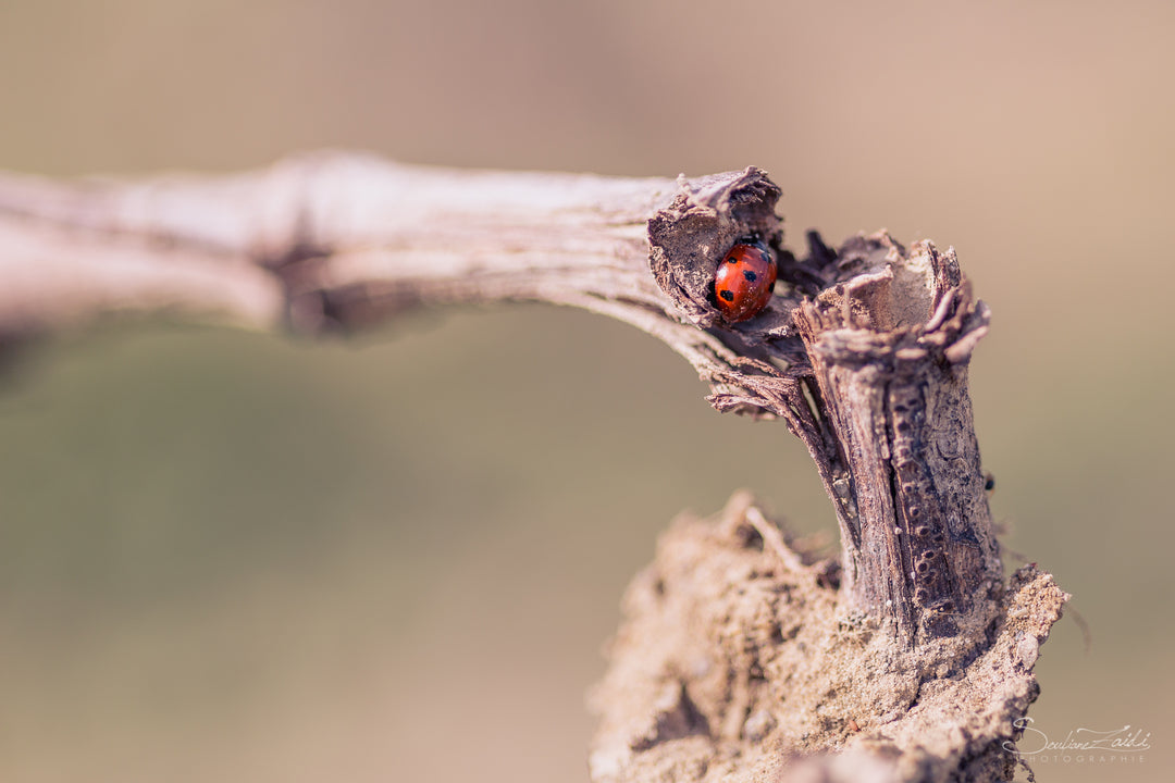 Comment choisir un vin bio ?