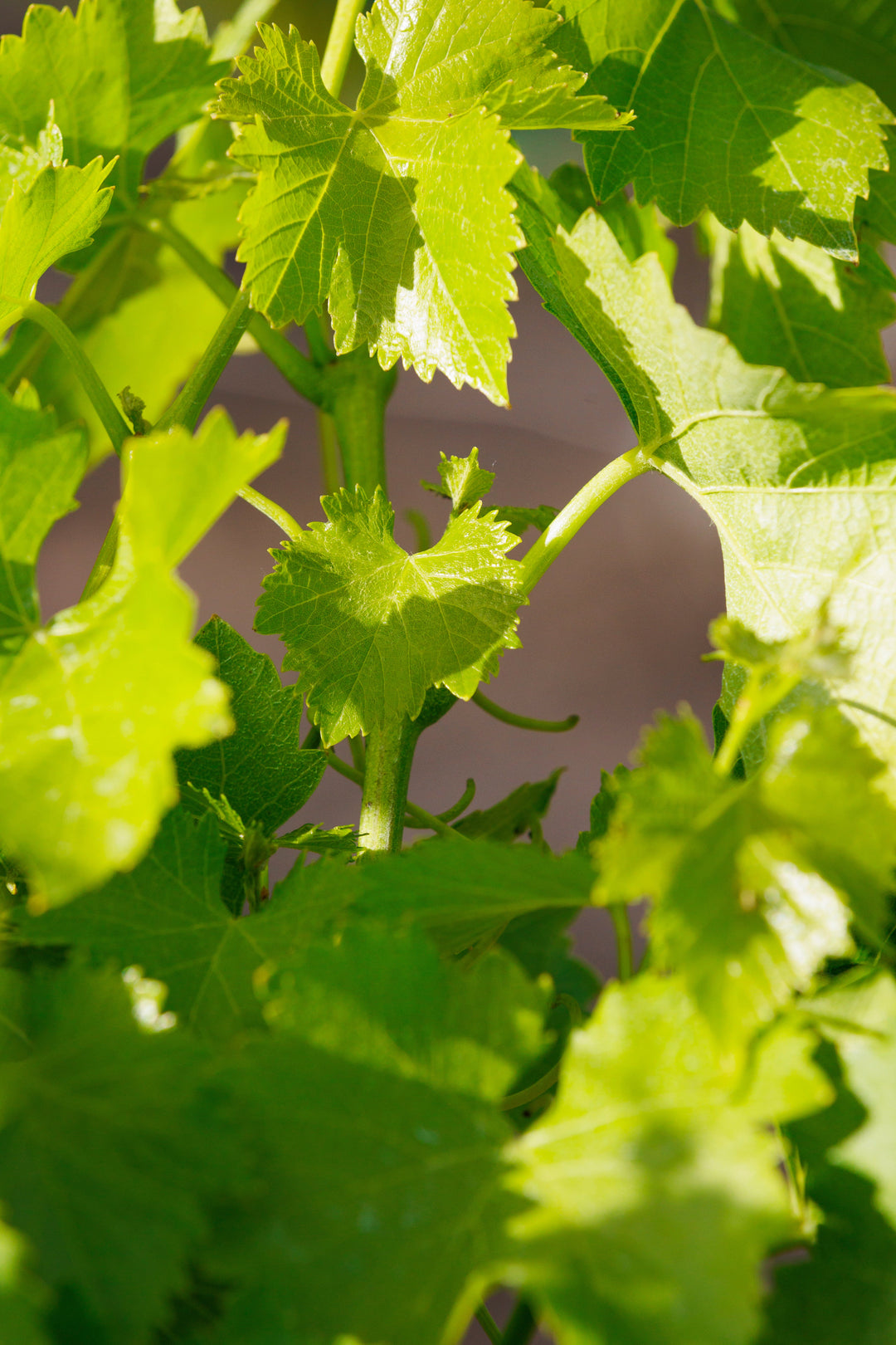 Qu'est-ce que le Vin Doux Naturel ?